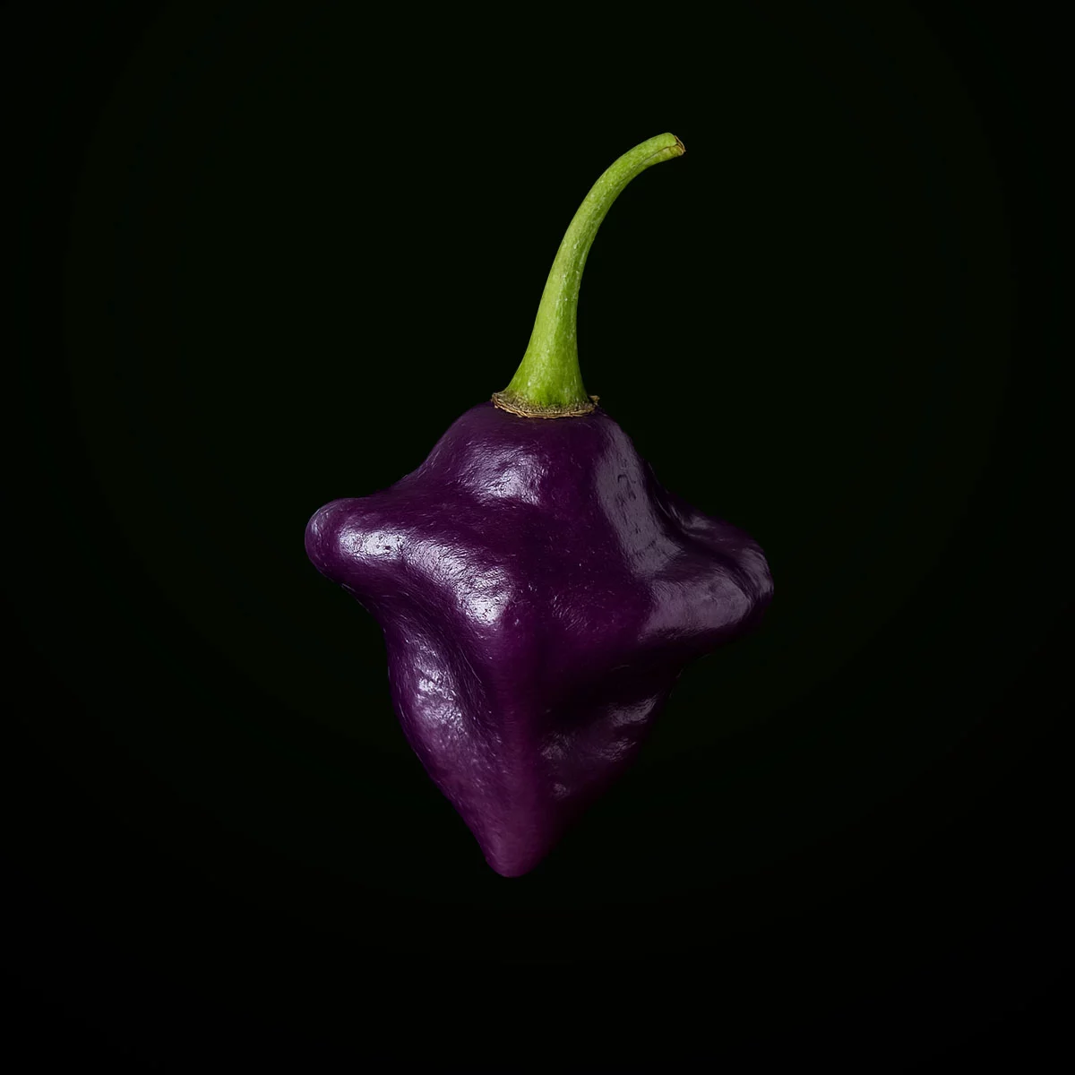 Purple Ufo (10 seeds)