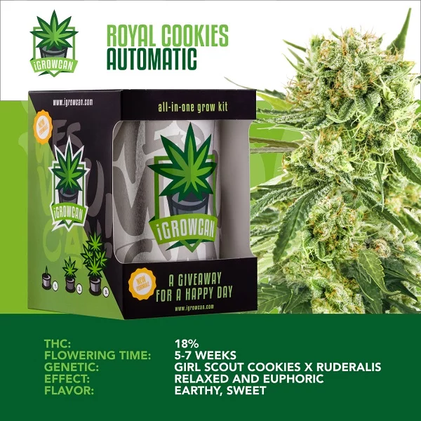 IGrowCan | Royal Cookies Automatic