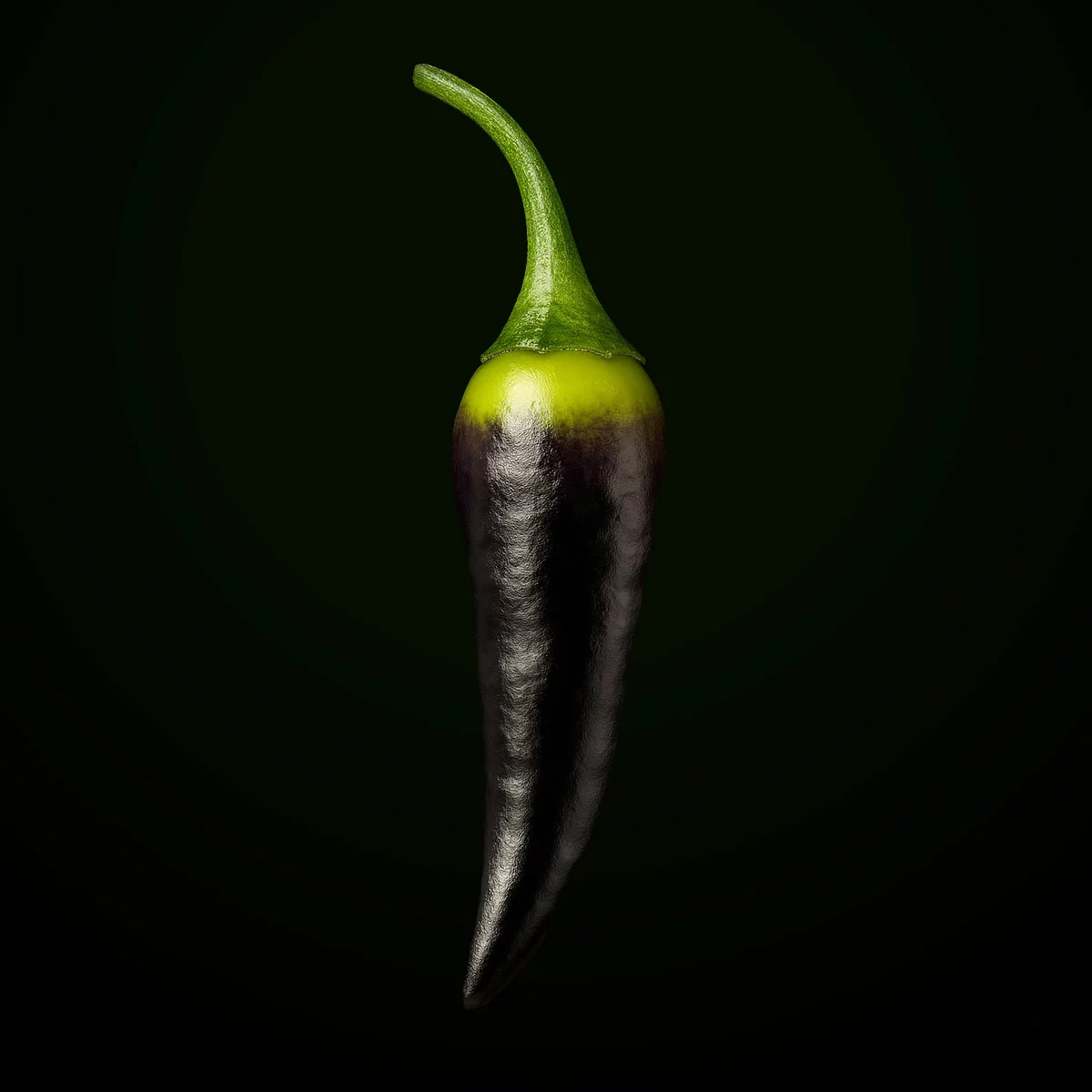 Tasmanian Black (10 seeds)