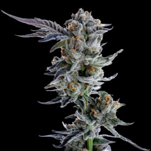 Indian Spirit | USA Apple Fritter (feminized)