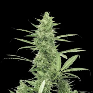 Indian Spirit | Amnesia (feminized)