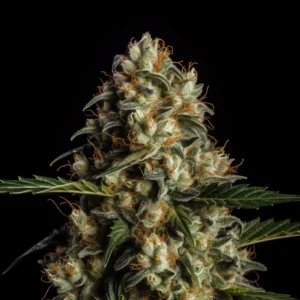 Indian Spirit | Blueberry (automatic)