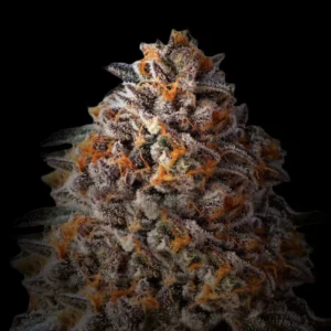 Indian Spirit | USA Bruce Banner (automatic)