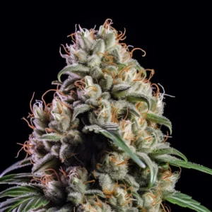 Indian Spirit | Bubba Kush (automatic)