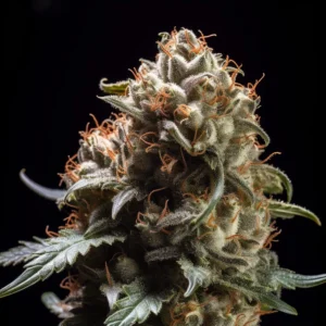 Indian Spirit | Critical Jack (automatic)