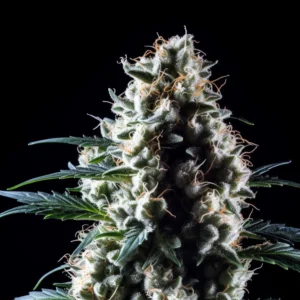 Indian Spirit | Deimos (automatic)