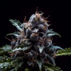 Indian Spirit | USA Dosidos (automatic)