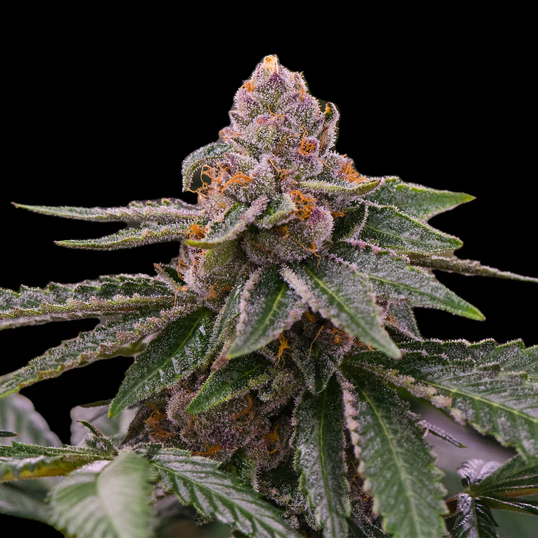 Indian Spirit | USA Gelato (automatic)