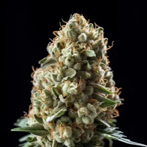 Indian Spirit | Kosher Kush (automatic)