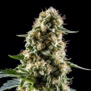 Indian Spirit | Magnum (automatic)