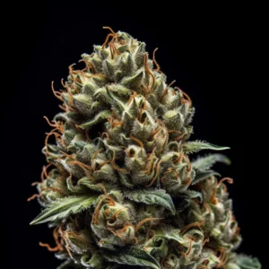 Indian Spirit | USA Mandarine (automatic)