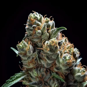 Indian Spirit | Mazar (automatic)