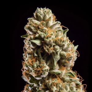 Indian Spirit | Moby Dick (automatic)