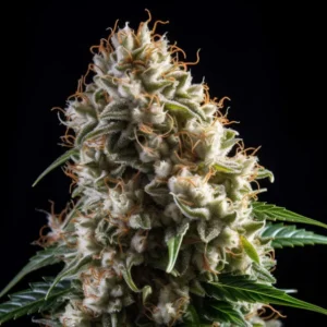 Indian Spirit | Northern Lights (automatic)