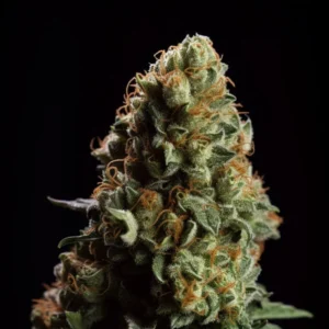 Indian Spirit | USA Orange Kush (automatic)