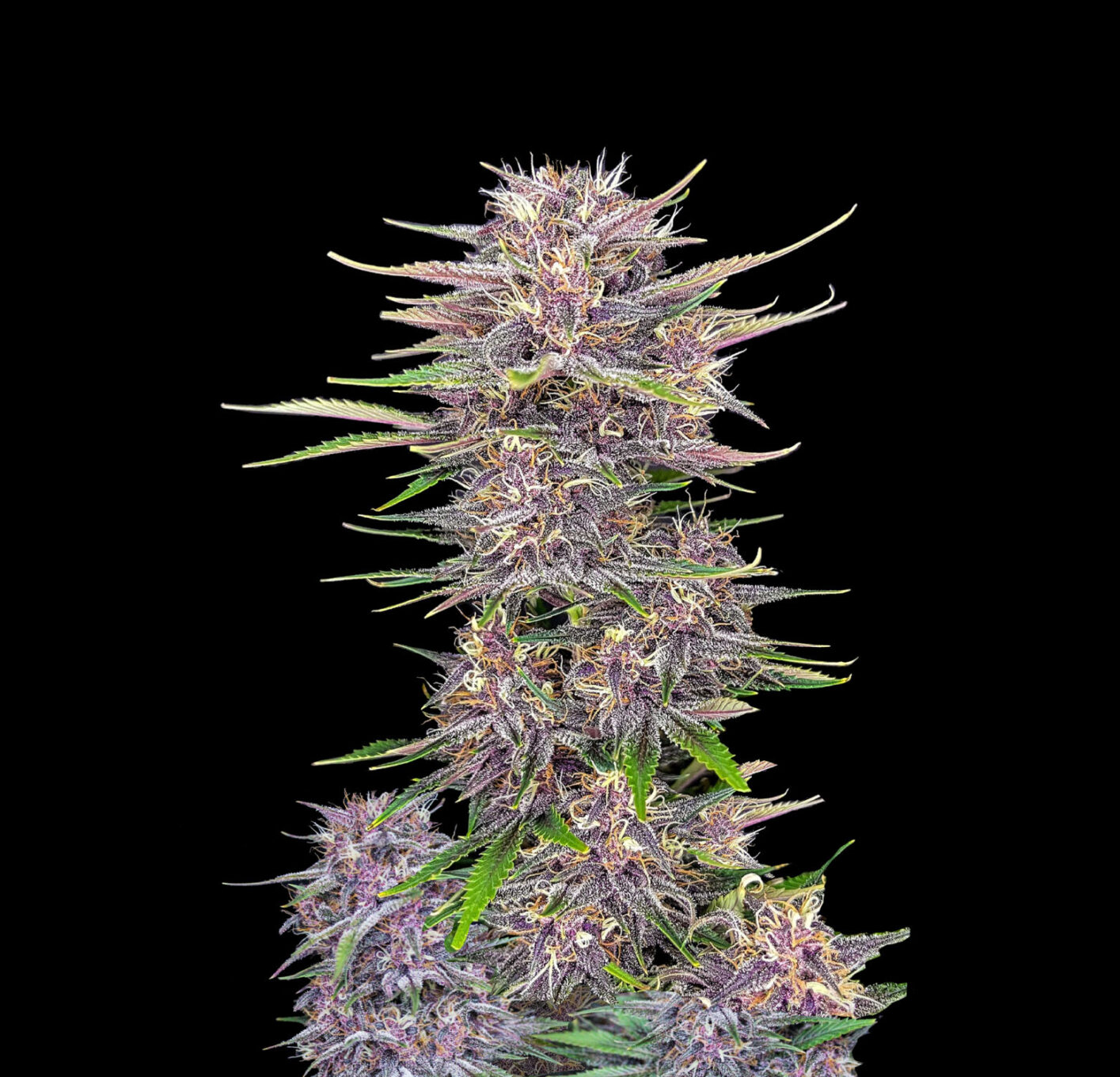 Indian Spirit | USA Purple Punch (automatic)