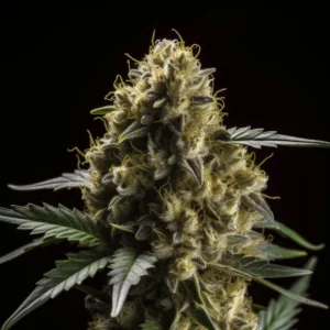 Indian Spirit | USA Sherbet (automatic)