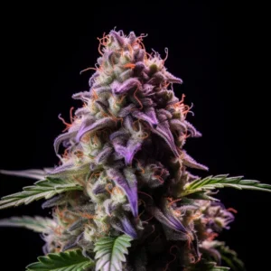 Indian Spirit | Somango (automatic)