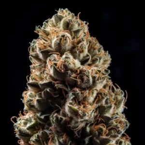 Indian Spirit | USA Wedding Cake (automatic)