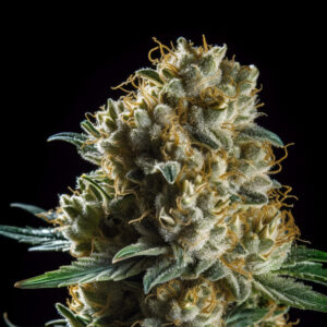 Indian Spirit | Banana OG (feminized)