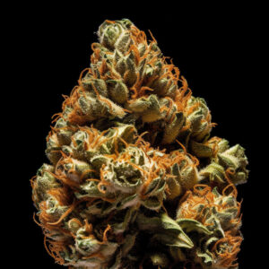 Indian Spirit | USA Banana Punch (feminized)