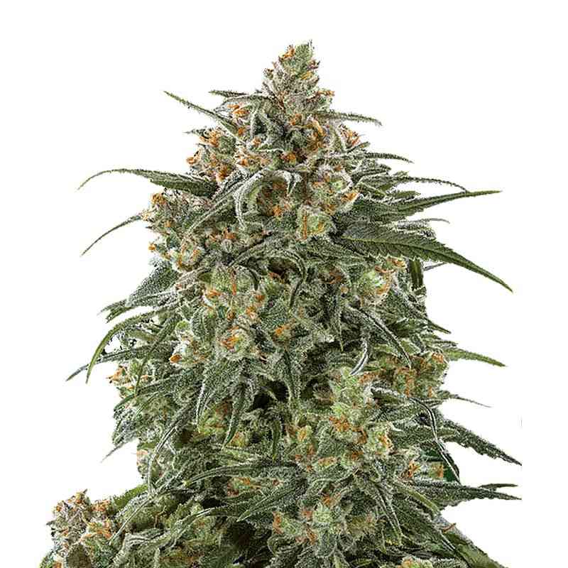 Indian Spirit | Sticky Banana (feminized)