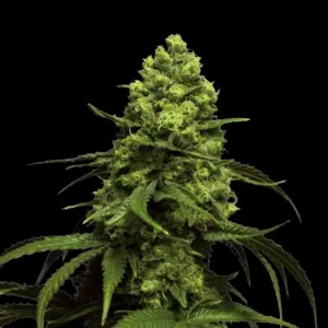 Indian Spirit | Beast Bud (feminized)