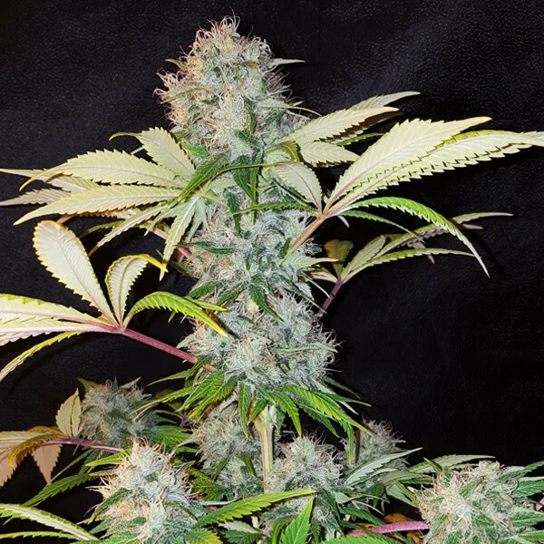 Bubble Kush - Afbeelding 2