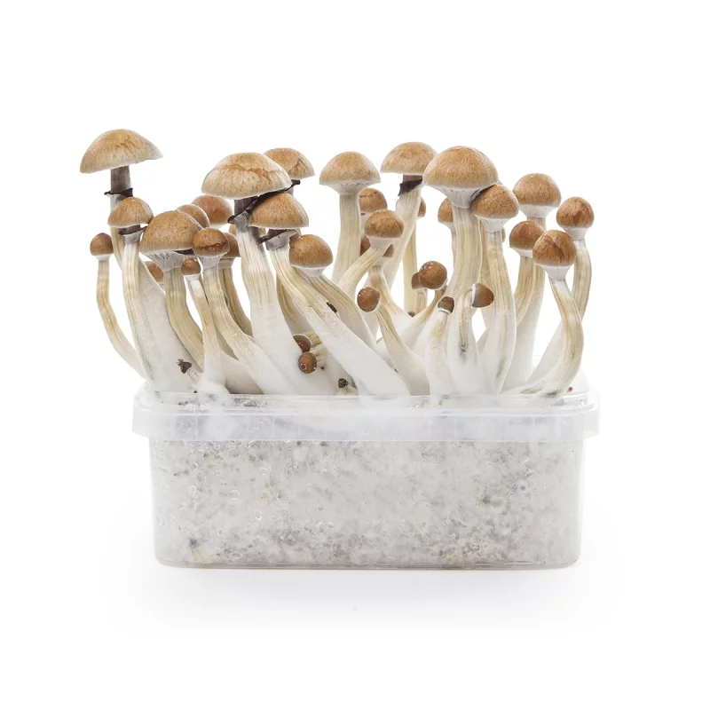 Indian Spirit | Cambodian Growkit - Afbeelding 2