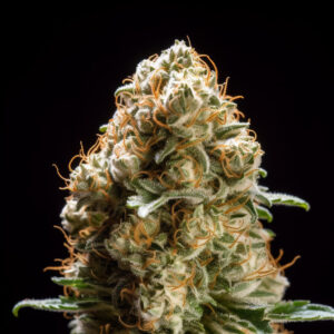 Indian Spirit | Candy Kush (feminized)