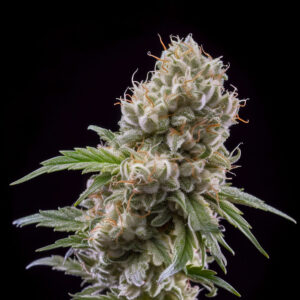 Indian Spirit | Casey Jones (feminized)