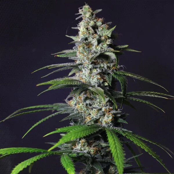 Chocolate Haze - Afbeelding 2