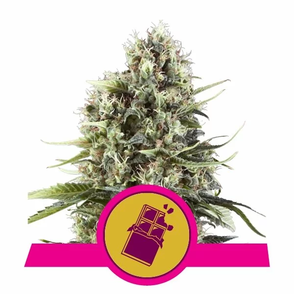 Chocolate Haze
