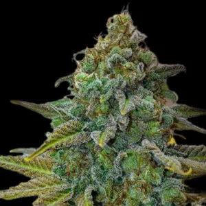Indian Spirit | USA Cinderella (feminized)