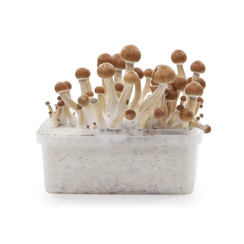 Indian Spirit | Colombian Growkit - Afbeelding 2