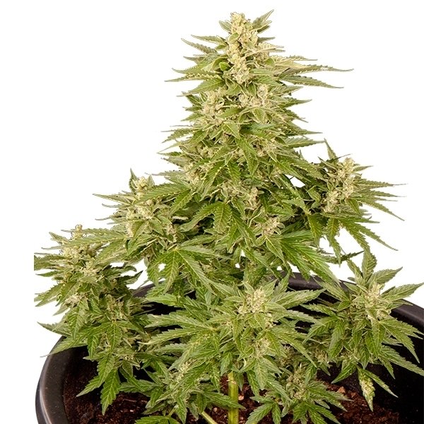 Royal Critical Automatic - Afbeelding 2