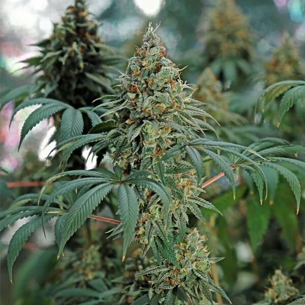 Fat Banana - Afbeelding 2