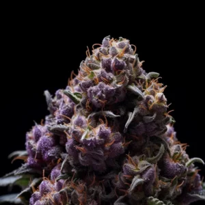 Indian Spirit | USA Grand Daddy Purple (feminized)