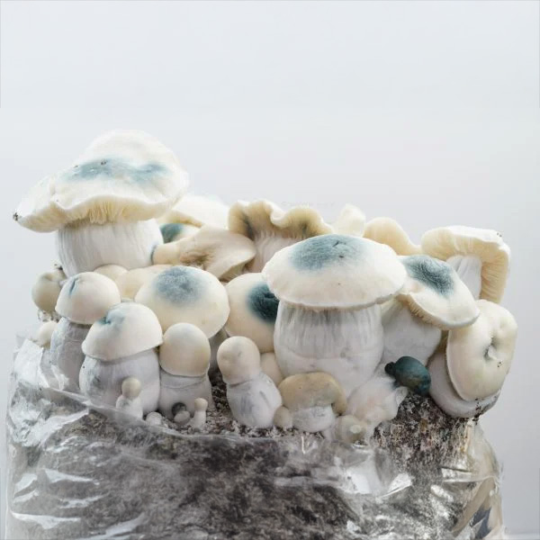 Royale Flush | Iceberg Growkit (1200cc) - Afbeelding 2