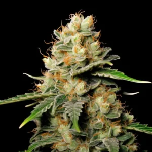 Indian Spirit | Jack Herrer (automatic)