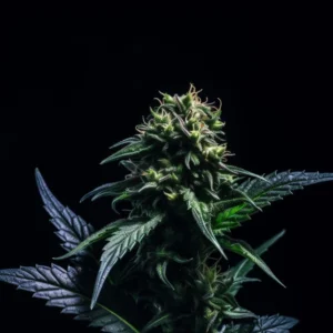 Indian Spirit | USA La Confidential (feminized)
