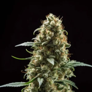 Indian Spirit | Lemon Haze (automatic)