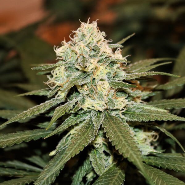 Lemon Shining Silver Haze - Afbeelding 2