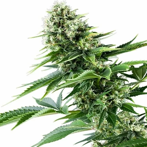 Power Flower - Afbeelding 2