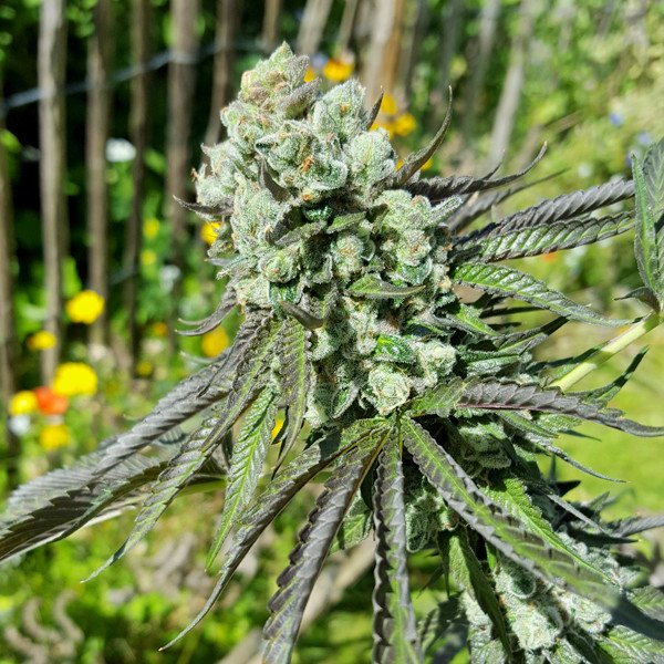 Royal Cookies - Afbeelding 2