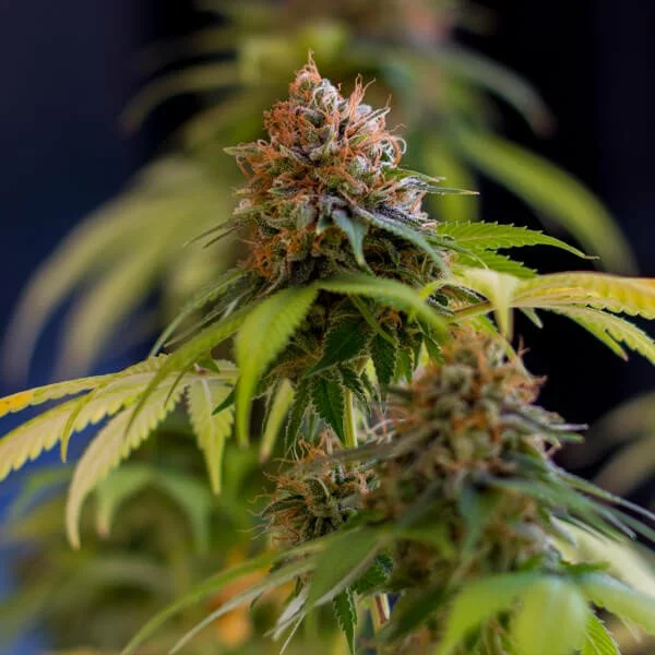 Shining Silver Haze - Afbeelding 2