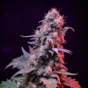 Indian Spirit | Diesel (feminized)