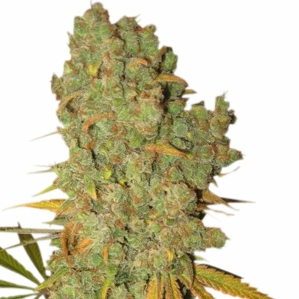 Special Kush #1 - Afbeelding 2