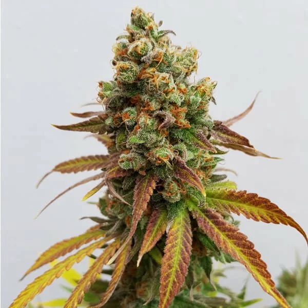 Special Queen #1 - Afbeelding 2
