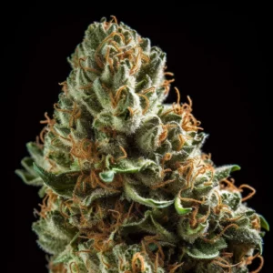 Indian Spirit | Super Skunk (automatic)